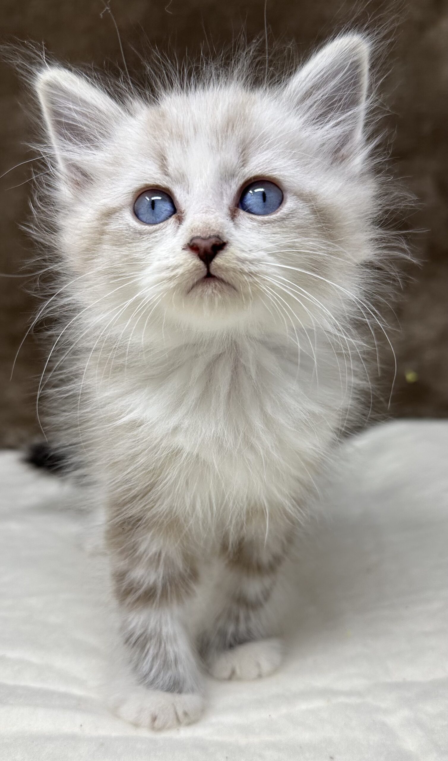 GRAND RAPIDS, MICHIGAN SIBERIAN KITTENS Siberian Kittens of America, LLC